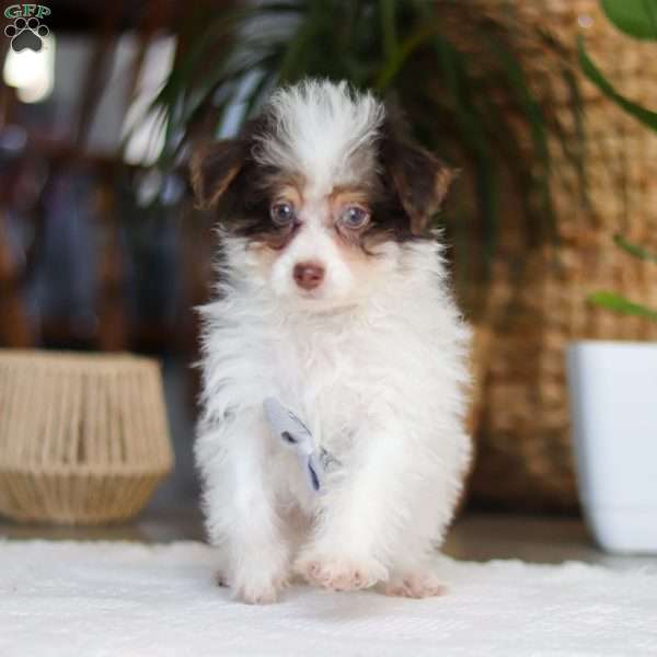 Rocco, Miniature Poodle Mix Puppy